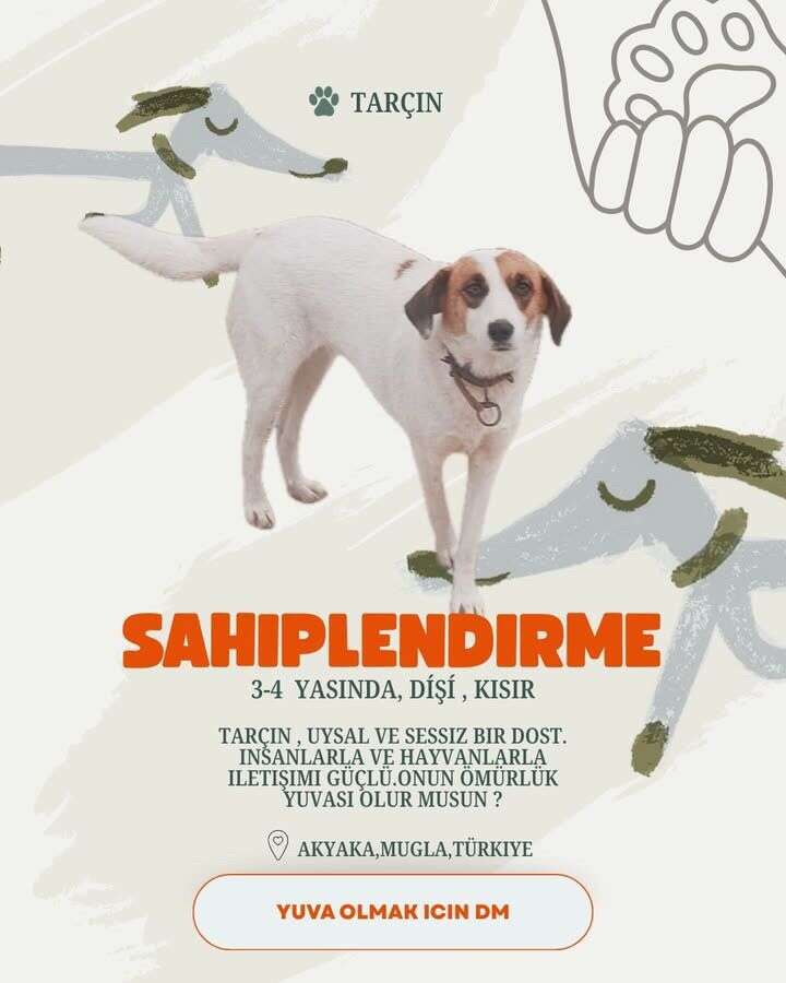 Akyaka’da 20 Köpek Yuva Bekliyor: Hayvanseverlerden Sahiplenme Çağrısı 4